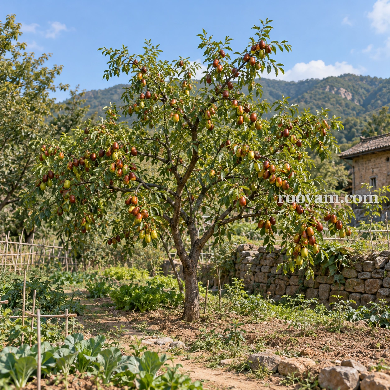 Jujube en rêve