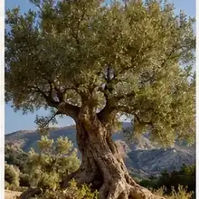 Large green tree standing in an open field