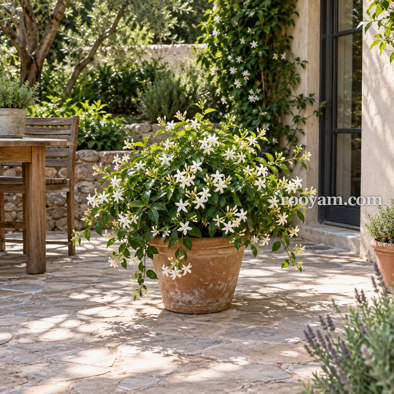Jasmin en rêve