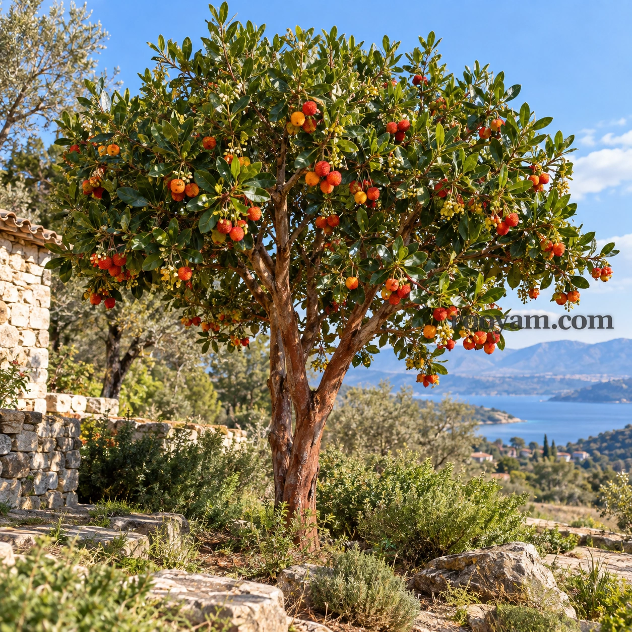 شجرة الفراولة في المنام: شجرة قُطْلُب مثمرة تقف بجانب بيت حجري يطل على بحيرة وجبال.