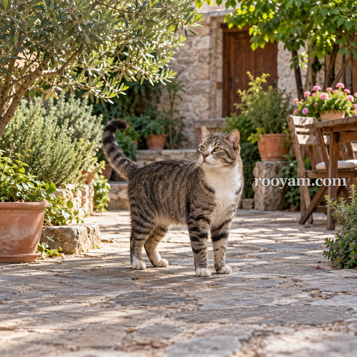 Rüyada Erkek kedi: beyaz patili, tekir bir kedi, bitkilerle çevrili taş bir avluda duruyor.